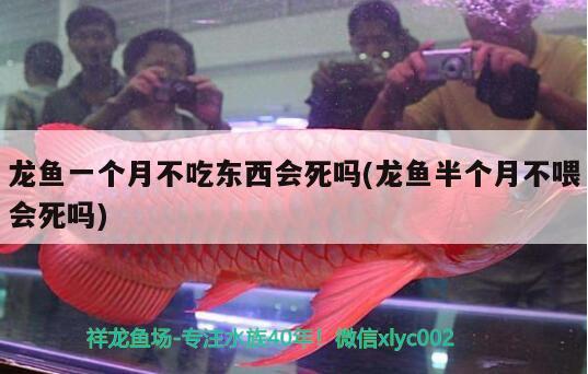 吃藻魚有哪些，什么魚沒有攻擊性適合混養(yǎng) 觀賞魚 第1張