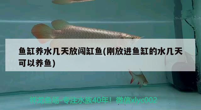 魚缸養(yǎng)水幾天放闖缸魚(剛放進(jìn)魚缸的水幾天可以養(yǎng)魚) 大白鯊魚苗