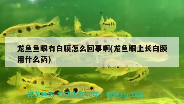 魚(yú)缸可以加過(guò)濾水嗎（魚(yú)缸可以加過(guò)濾水嗎）