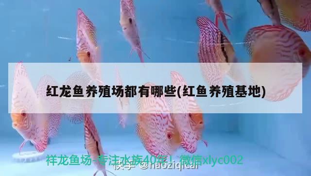 紅龍魚養(yǎng)殖場都有哪些(紅魚養(yǎng)殖基地)