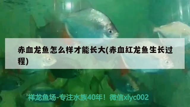 赤血龍魚怎么樣才能長大(赤血紅龍魚生長過程)