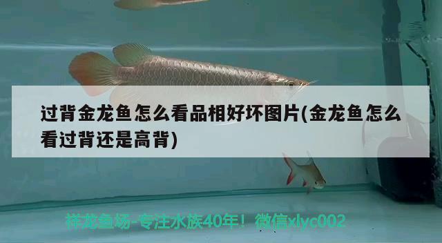 過背金龍魚怎么看品相好壞圖片(金龍魚怎么看過背還是高背)