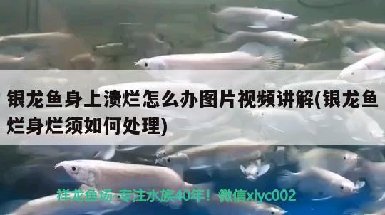 銀龍魚身上潰爛怎么辦圖片視頻講解(銀龍魚爛身爛須如何處理) 銀龍魚