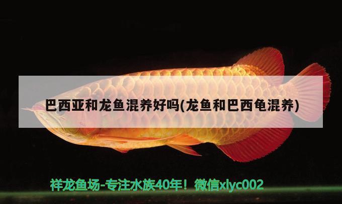 巴西亞和龍魚混養(yǎng)好嗎(龍魚和巴西龜混養(yǎng)) 烏龜