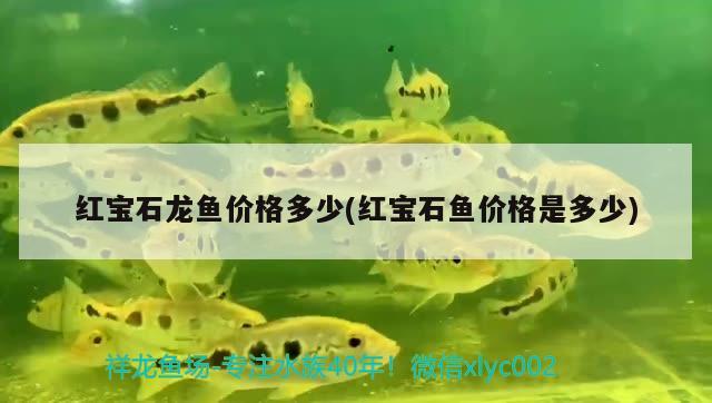 紅寶石龍魚價(jià)格多少(紅寶石魚價(jià)格是多少) 虎魚魚苗 第2張