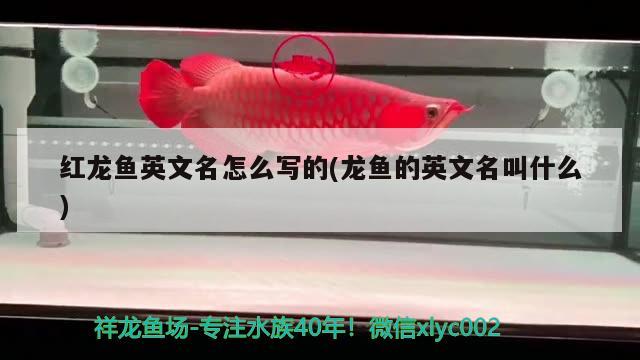 秦皇島魚(yú)缸配件專賣店的位置如何找到秦皇島魚(yú)缸配件專賣店的位置，如何找到秦皇島魚(yú)缸配件專賣店 祥龍水族醫(yī)院 第2張