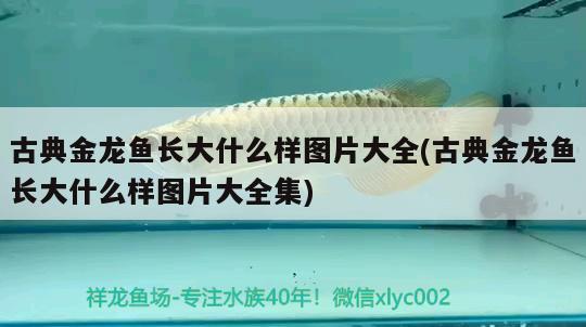 60厘米高的魚缸適合養(yǎng)什么魚，60公分長的魚缸適合養(yǎng)什么魚 非洲象鼻魚 第1張