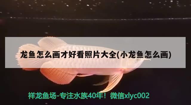 龍魚怎么畫才好看照片大全(小龍魚怎么畫) 祥龍水族護(hù)理水