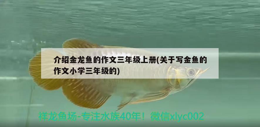 介紹金龍魚(yú)的作文三年級(jí)上冊(cè)(關(guān)于寫(xiě)金魚(yú)的作文小學(xué)三年級(jí)的)