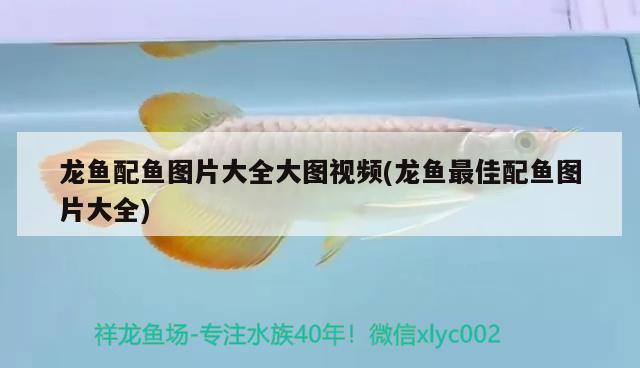 龍魚配魚圖片大全大圖視頻(龍魚最佳配魚圖片大全) 圣菲埃及魚