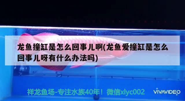 魚缸過濾器不上水怎么回事：魚缸過濾器不出水怎么回事