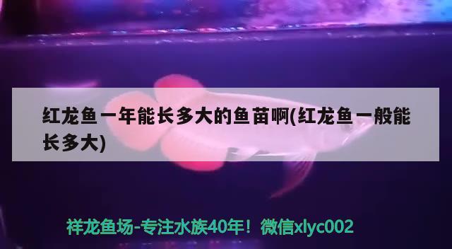 紅龍魚一年能長(zhǎng)多大的魚苗啊(紅龍魚一般能長(zhǎng)多大)