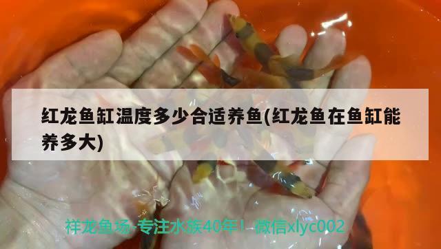 紅龍魚缸溫度多少合適養(yǎng)魚(紅龍魚在魚缸能養(yǎng)多大)