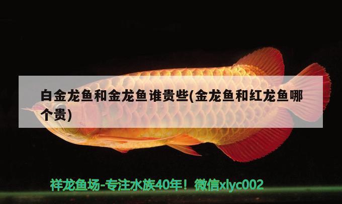 白金龍魚和金龍魚誰貴些(金龍魚和紅龍魚哪個貴)