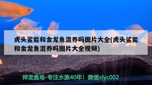 虎頭鯊能和金龍魚混養(yǎng)嗎圖片大全(虎頭鯊能和金龍魚混養(yǎng)嗎圖片大全視頻)