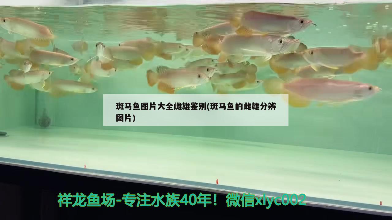 斑馬魚圖片大全雌雄鑒別(斑馬魚的雌雄分辨圖片) 名貴錦鯉魚