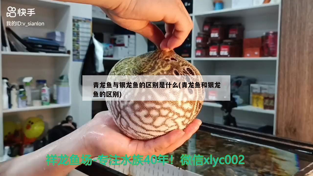 青龍魚與銀龍魚的區(qū)別是什么(青龍魚和銀龍魚的區(qū)別)