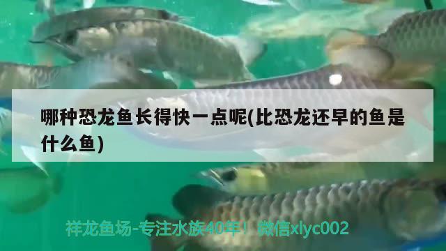 銀龍魚苗一個月能長多大啊視頻講解（銀龍魚苗一個月能長多大啊視頻講解下載） 銀龍魚 第1張