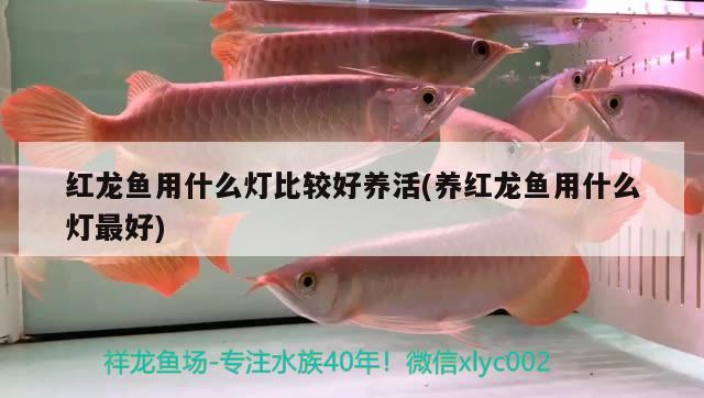 紅龍魚(yú)用什么燈比較好養(yǎng)活(養(yǎng)紅龍魚(yú)用什么燈最好) 巴西亞魚(yú)