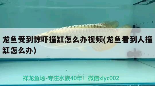 龍魚(yú)受到驚嚇撞缸怎么辦視頻(龍魚(yú)看到人撞缸怎么辦) 眼斑魚(yú)