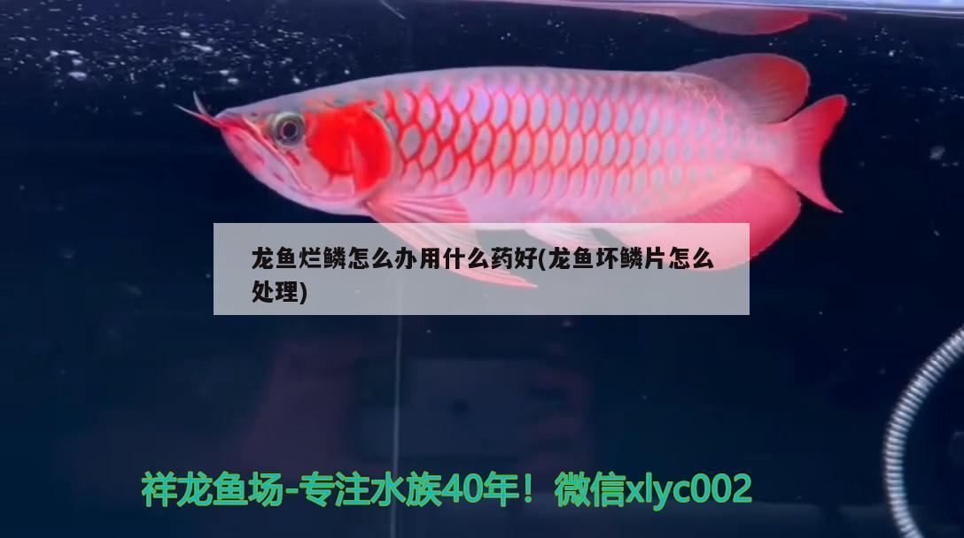 龍魚爛鱗怎么辦用什么藥好(龍魚壞鱗片怎么處理)