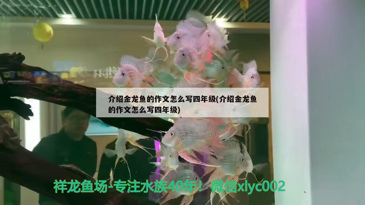 介紹金龍魚(yú)的作文怎么寫(xiě)四年級(jí)(介紹金龍魚(yú)的作文怎么寫(xiě)四年級(jí))