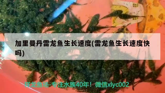 加里曼丹雷龍魚生長速度(雷龍魚生長速度快嗎) 斑馬鴨嘴魚