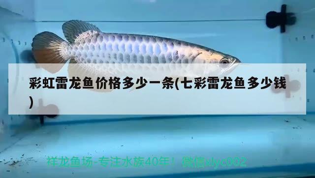 彩虹雷龍魚價格多少一條(七彩雷龍魚多少錢)