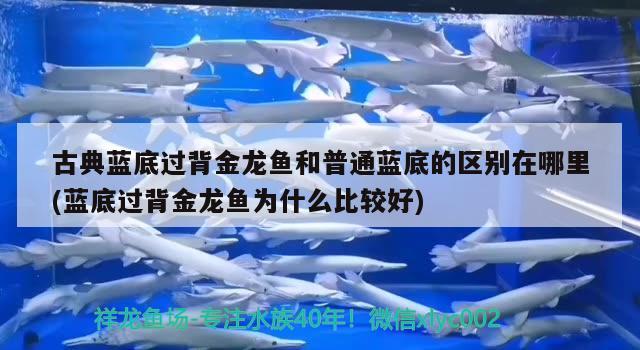 古典藍底過背金龍魚和普通藍底的區(qū)別在哪里(藍底過背金龍魚為什么比較好)