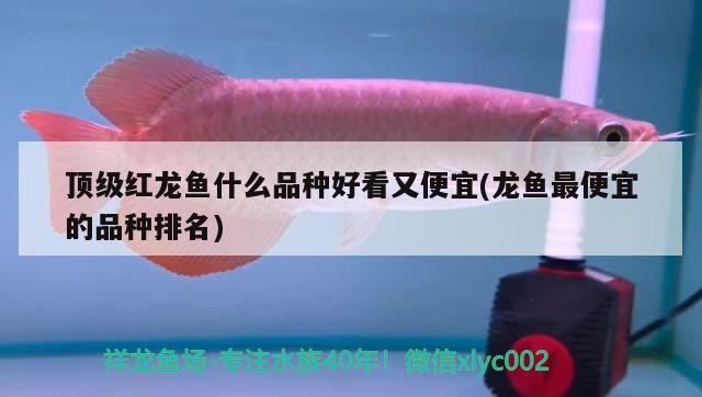 頂級紅龍魚什么品種好看又便宜(龍魚最便宜的品種排名)