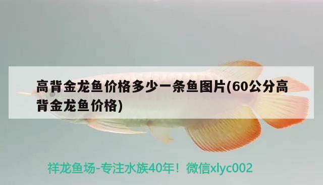 高背金龍魚價格多少一條魚圖片(60公分高背金龍魚價格)