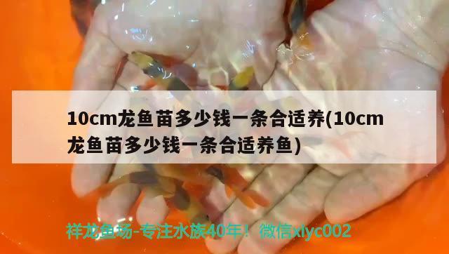 10cm龍魚苗多少錢一條合適養(yǎng)(10cm龍魚苗多少錢一條合適養(yǎng)魚) 黃金達摩魚