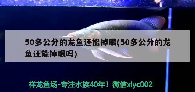 50多公分的龍魚還能掉眼(50多公分的龍魚還能掉眼嗎)