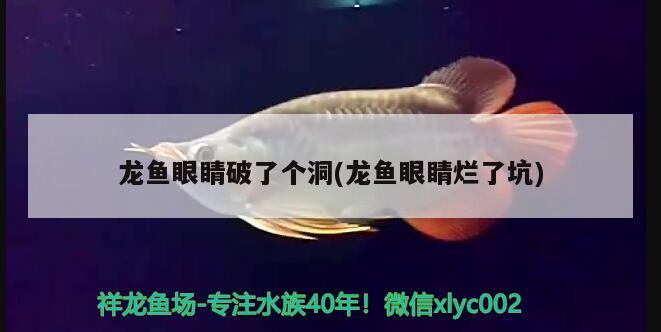 龍魚眼睛破了個(gè)洞(龍魚眼睛爛了坑) 祥龍超血紅龍魚