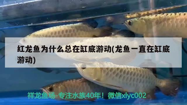 紅龍魚為什么總在缸底游動(龍魚一直在缸底游動) 粗線銀版魚苗