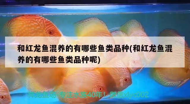 和紅龍魚混養(yǎng)的有哪些魚類品種(和紅龍魚混養(yǎng)的有哪些魚類品種呢) 鸚鵡魚