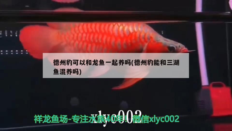 德州豹可以和龍魚一起養(yǎng)嗎(德州豹能和三湖魚混養(yǎng)嗎)