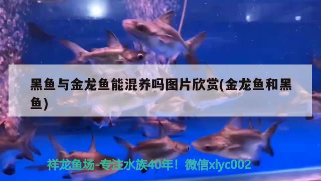 黑魚與金龍魚能混養(yǎng)嗎圖片欣賞(金龍魚和黑魚) 金龍福龍魚