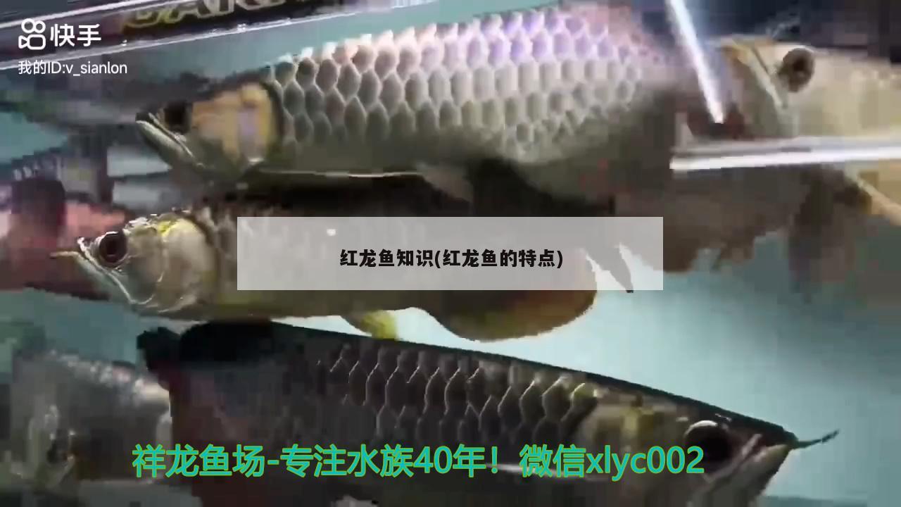 紅龍魚知識(shí)(紅龍魚的特點(diǎn))