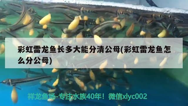 彩虹雷龍魚長多大能分清公母(彩虹雷龍魚怎么分公母) 紅勾銀版魚