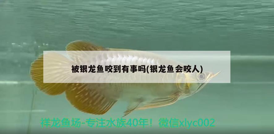 被銀龍魚咬到有事嗎(銀龍魚會咬人)