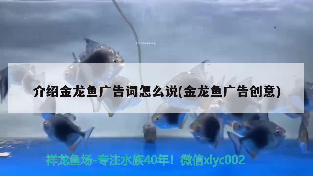 介紹金龍魚廣告詞怎么說(金龍魚廣告創(chuàng)意)