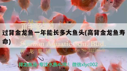 過背金龍魚一年能長多大魚頭(高背金龍魚壽命) 高背金龍魚