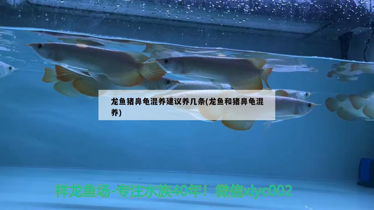 龍魚豬鼻龜混養(yǎng)建議養(yǎng)幾條(龍魚和豬鼻龜混養(yǎng)) 豬鼻龜百科