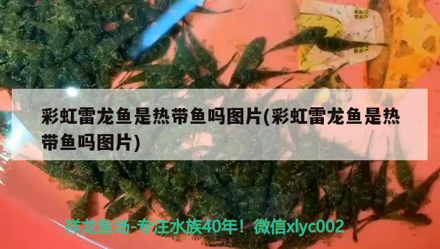 彩虹雷龍魚是熱帶魚嗎圖片(彩虹雷龍魚是熱帶魚嗎圖片)