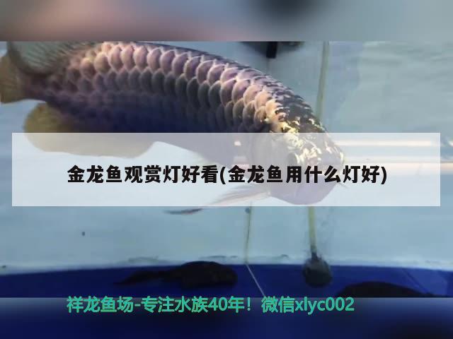 金龍魚觀賞燈好看(金龍魚用什么燈好) 非洲金鼓魚