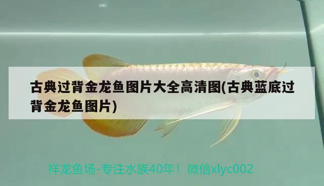 古典過背金龍魚圖片大全高清圖(古典藍底過背金龍魚圖片) 古典過背金龍魚