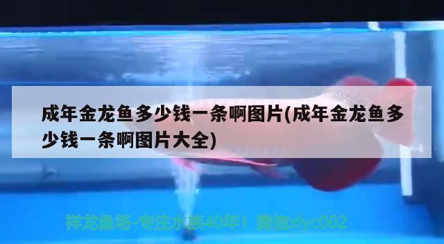 成年金龍魚多少錢一條啊圖片(成年金龍魚多少錢一條啊圖片大全)