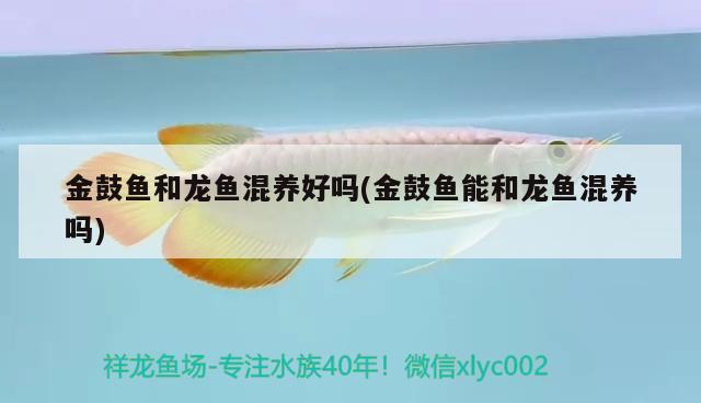 金鼓魚和龍魚混養(yǎng)好嗎(金鼓魚能和龍魚混養(yǎng)嗎) 巴西亞魚苗 第2張