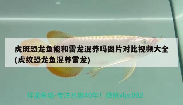 虎斑恐龍魚能和雷龍混養(yǎng)嗎圖片對比視頻大全(虎紋恐龍魚混養(yǎng)雷龍)